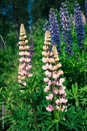 Vibrant Pink and Purple Lupine Flowers in Full Bloom Under the Warm Spring Sunlight, Set Against a Backdrop of Lush Green Foliage and Softly Blurred Background, Tranquil Nature Photography