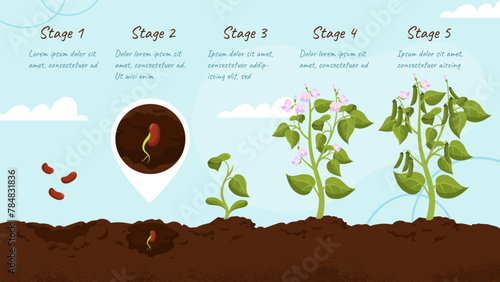 Plant growth stages vector concept