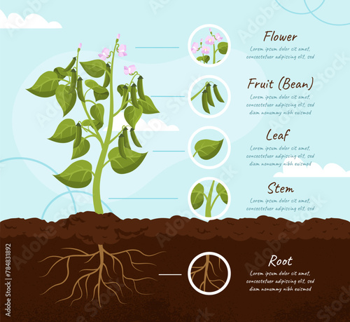 Plant parts infographics vector concept