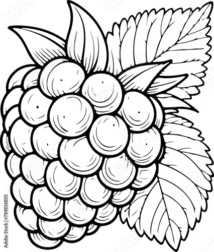 Framboise avec tige et feuilles. Fruit isolé pour page ou livre de coloriage adapté adulte ou enfant, dessin au trait et fond totalement transparent 