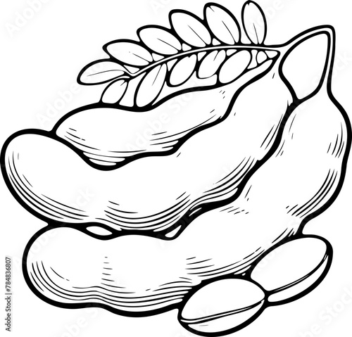 Tamarin Fruit isolé pour page ou livre de coloriage adapté adulte ou enfant, dessin au trait et fond totalement transparent 