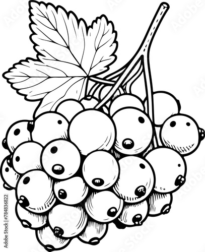 Fruit isolé pour page ou livre de coloriage adapté adulte ou enfant, dessin au trait et fond totalement transparent 