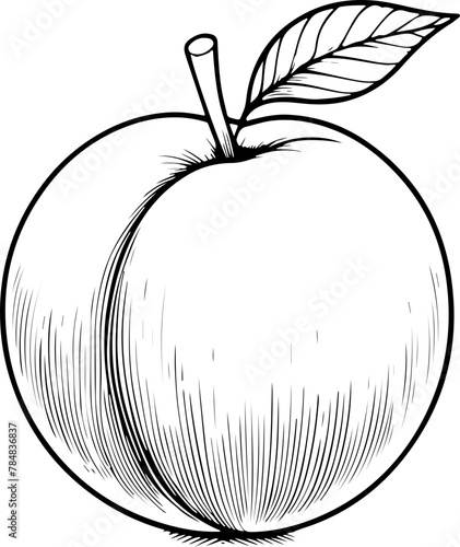 Abricot avec sa tige et feuille. Fruit isolé pour page ou livre de coloriage adapté adulte ou enfant, dessin au trait et fond totalement transparent 