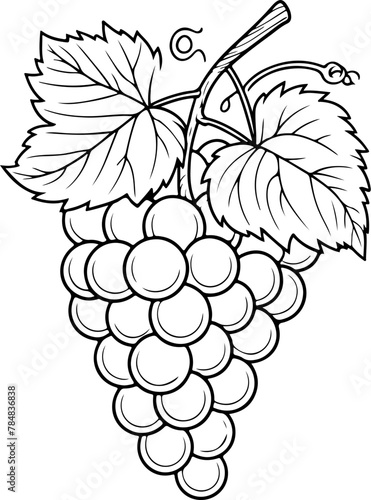 Grappe de raisin avec tige et feuilles. Fruit isolé pour page ou livre de coloriage adapté adulte ou enfant, dessin au trait et fond totalement transparent 