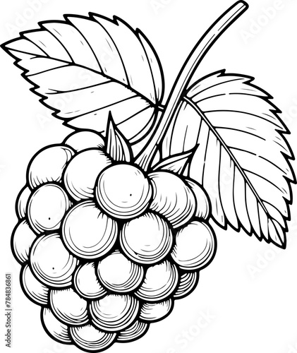 Framboise avec tige et feuilles. Fruit isolé pour page ou livre de coloriage adapté adulte ou enfant, dessin au trait et fond totalement transparent 