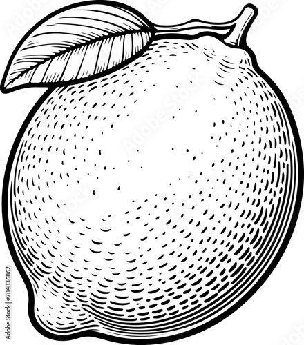 Citron avec tige et feuille. Fruit isolé pour page ou livre de coloriage adapté adulte ou enfant, dessin au trait et fond totalement transparent 