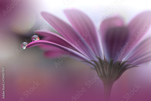 Beautiful Macro Photo.Colorful Flowers.Border Art Design.Magic Light.Close up Photography.Conceptual Abstract Image.Pink and Violet Background.Fantasy Floral Art.Creative Wallpaper.Beautiful Nature.