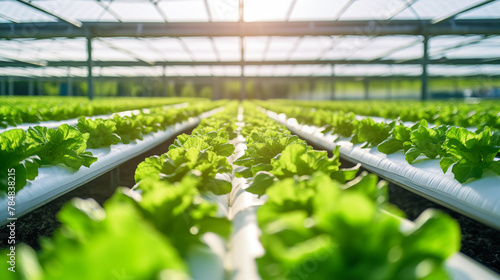 A modern greenhouse filled with rows of hydroponically grown lettuce, copy space, photo shot, day light