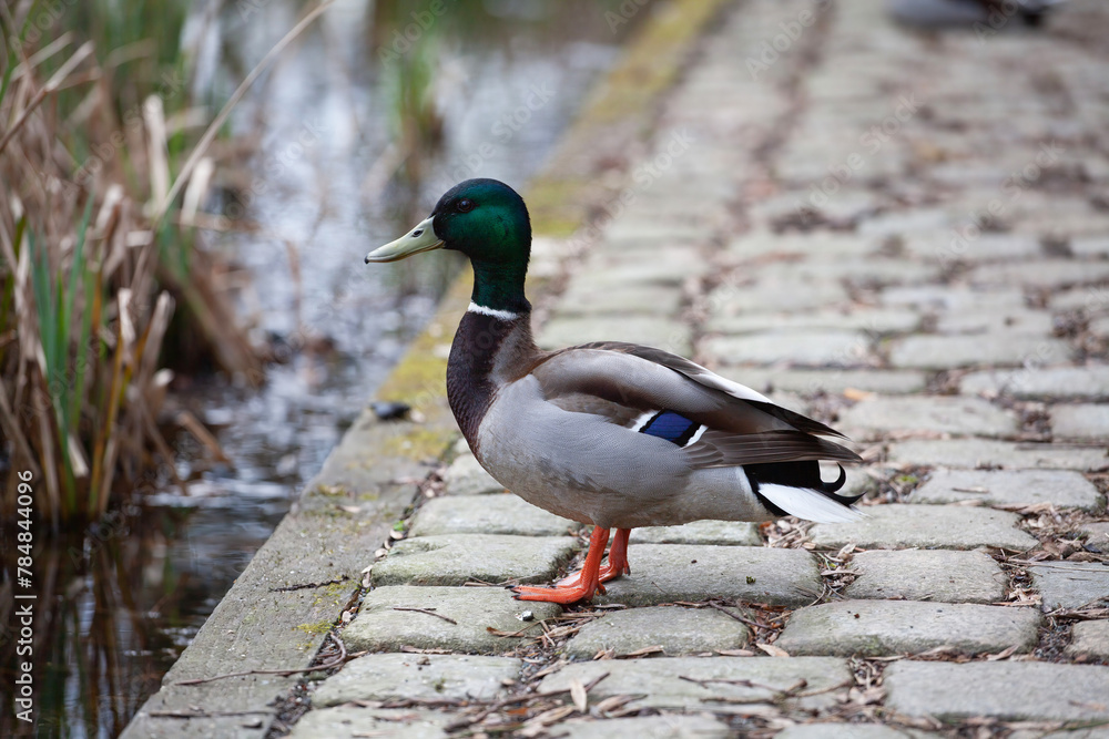 duck on the water duck on the water