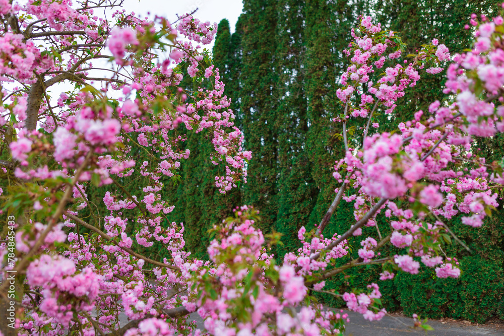 Pink cherry blossom flowers in full bloom with blurred background