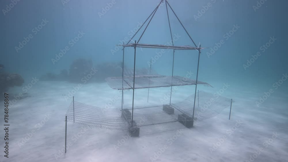 Scuba diver planting coral on coral nursery for marine conservation project