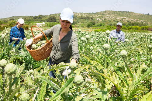 Asian woman farmer picking fresh organic artichokes in basket on farm photo