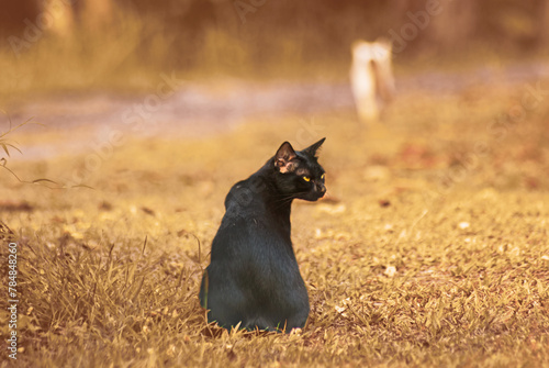 Domestic cute black cat sitting alone on lawn for waiting play with owner. Pets sit and wait owner come back pathetically.