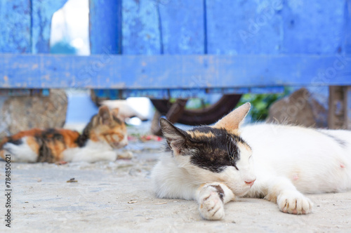 モロッコの青い町シャウエンでのんびりする猫 © KTK Creatives