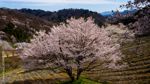 Wallpaper Mural 丘陵地に咲く山桜　池田町　陸郷山桜 Torontodigital.ca