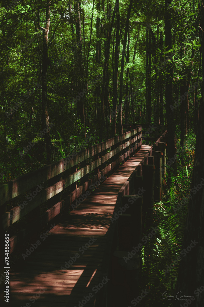 Obraz premium Wooden Pathway in the Swamp