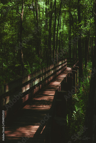 Wooden Pathway in the Swamp