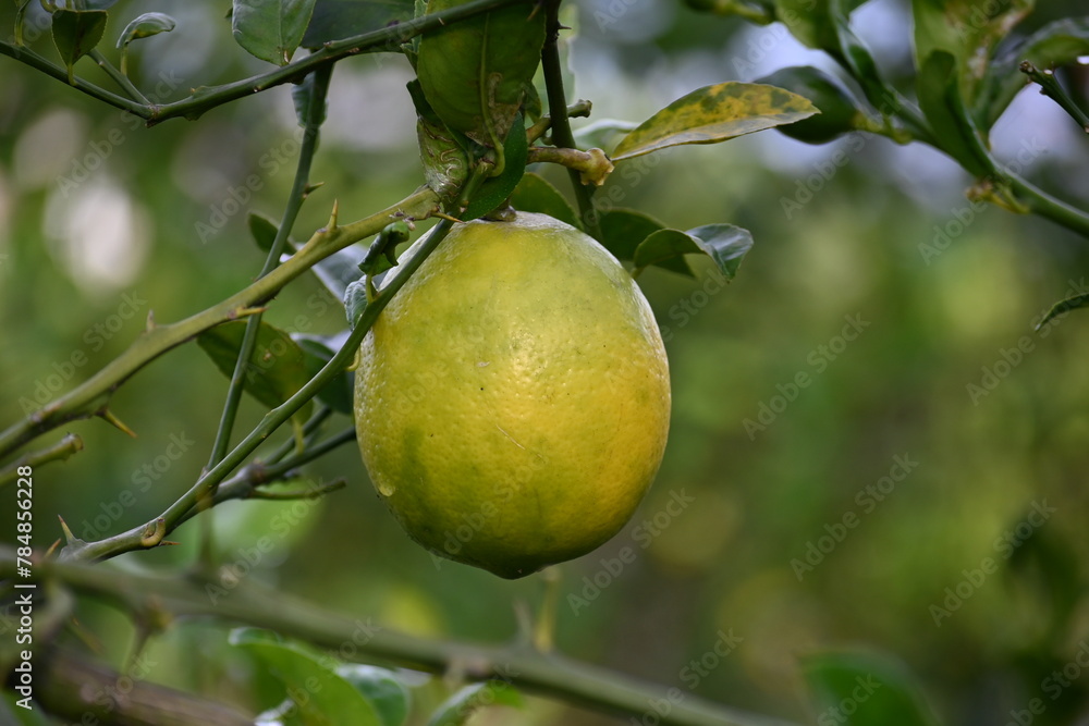 sunkist fruit that is starting to ripen, has a yellowish green color, with green stalks and leaves, photographed in the morning sun