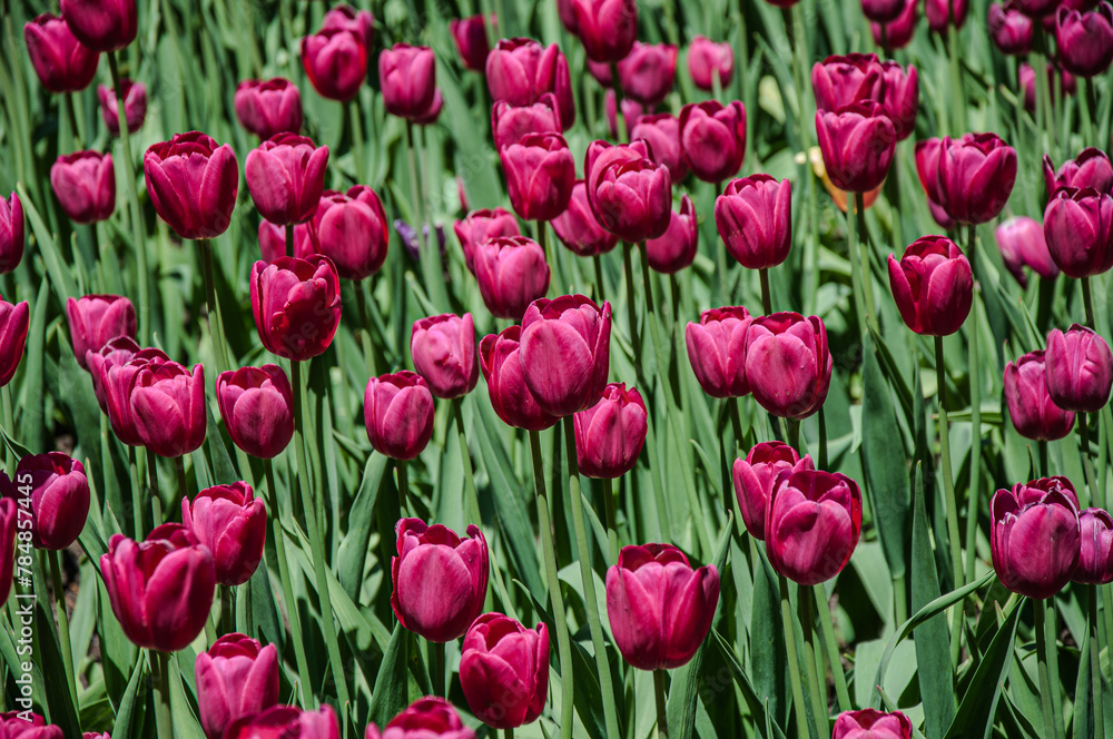 A vibrant close-up of red tulips, filling the frame with a rich texture of lush petals, symbolizing passion and perfect for spring. A vibrant close-up of red tulips, filling the frame with a rich texture of lush petals, symbolizing passion and perfect for spring.