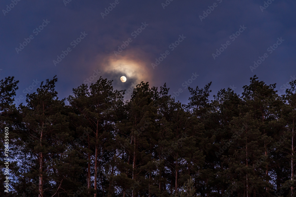 moon over pine forest at night sky moon over pine forest at night sky