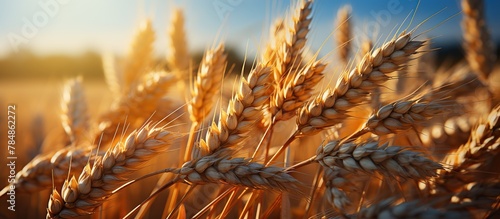 Golden ears of wheat against the background of the setting sun. Selective focus. photo