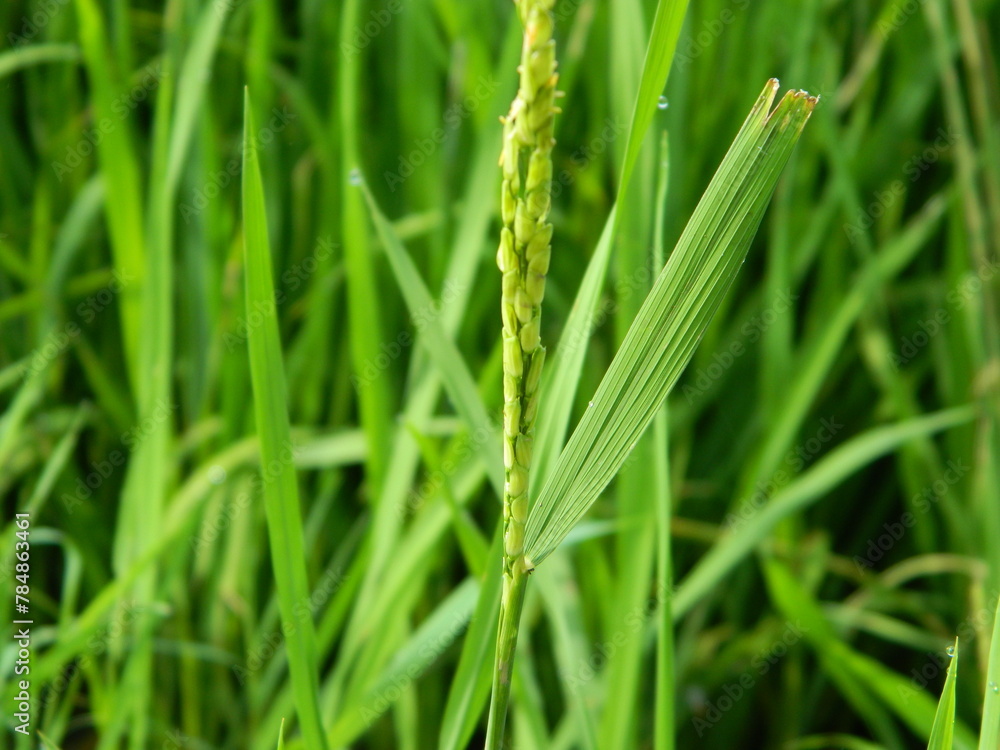 close-up photo of green plants growing wild in tropical mountain areas close-up photo of green plants growing wild in tropical mountain areas