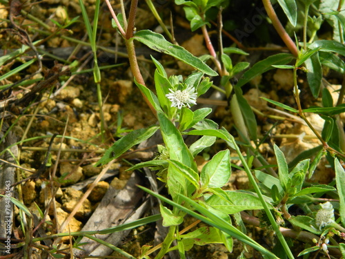 close-up photo of green plants growing wild in tropical mountain areas