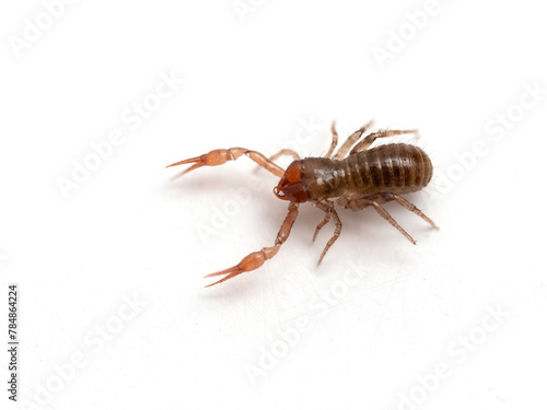 P4080095 pseudoscorpion, Apochthonius minimus, isolated on white cECP 2024 photo