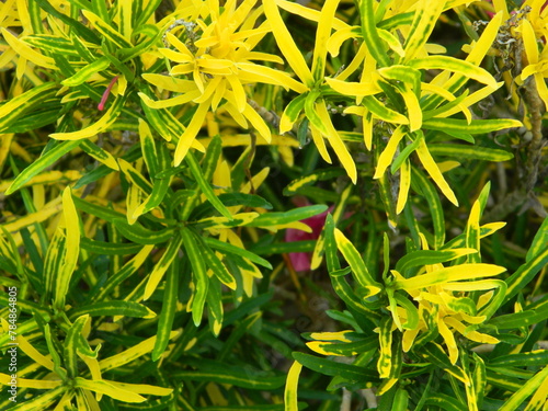 close-up photo of green plants growing wild in tropical mountain areas