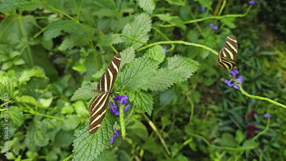 Close up of a zebra longwing butterfly moving around a flower on a sunny day in slow motion. Close up of a zebra longwing butterfly moving around a flower on a sunny day in slow motion.