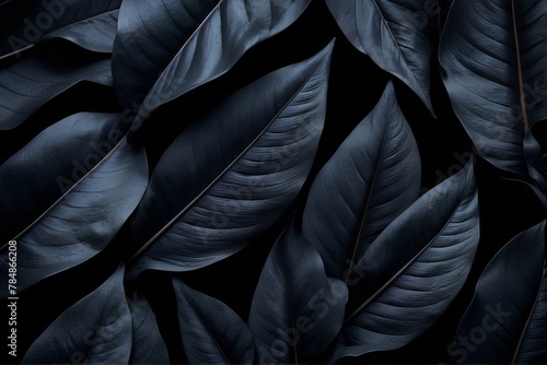 Textures of abstract black leaves for tropical leaf background. Flat lay  dark nature concept  tropical leaf  luxury