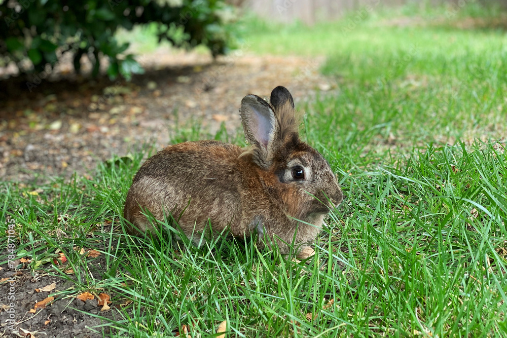 rabbit in the grass rabbit in the grass