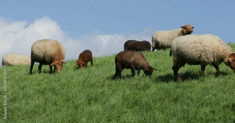 Sheep and lambs grazing on the Elbe dyke near Bleckede, Lower Saxony, Germany, Europe Sheep and lambs grazing on the Elbe dyke near Bleckede, Lower Saxony, Germany, Europe