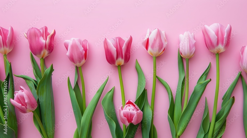 The background is pink with pink tulips. top view, flat lay. Valentine's Day history. horizontal, melodic The background is pink with pink tulips. top view, flat lay. Valentine's Day history. horizontal, melodic