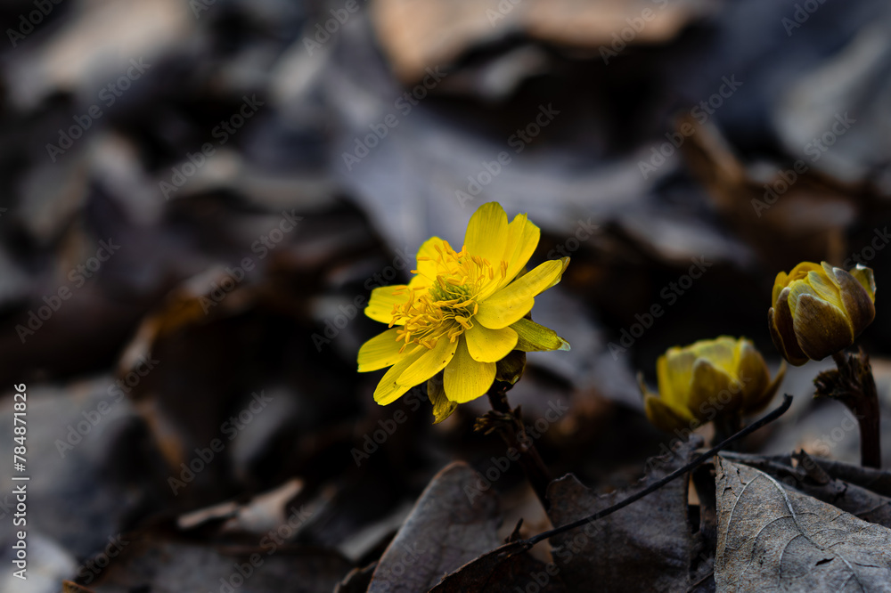 Adonis amurensis blooming in early spring Adonis amurensis blooming in early spring