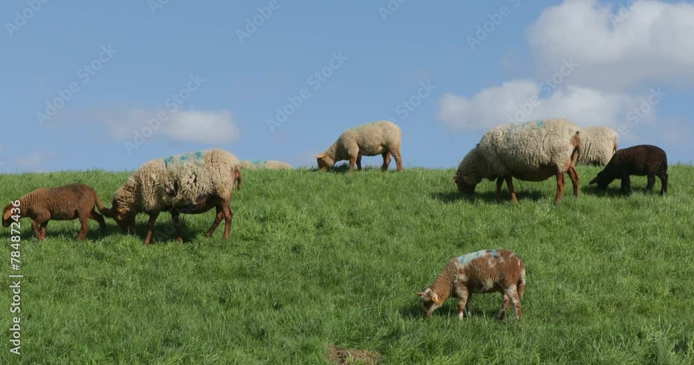 Sheep and lambs grazing on the Elbe dyke near Bleckede, Lower Saxony, Germany, Europe Sheep and lambs grazing on the Elbe dyke near Bleckede, Lower Saxony, Germany, Europe