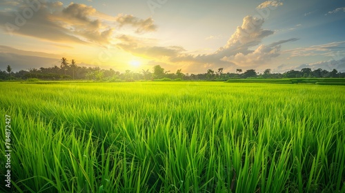 Soft focus of green rice field with paddy rice in Central Region of Thailand. Rice is the main export of Thailand, especially white jasmine rice which The most famous,16 October World food day. photo