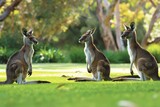 The kangaroo family