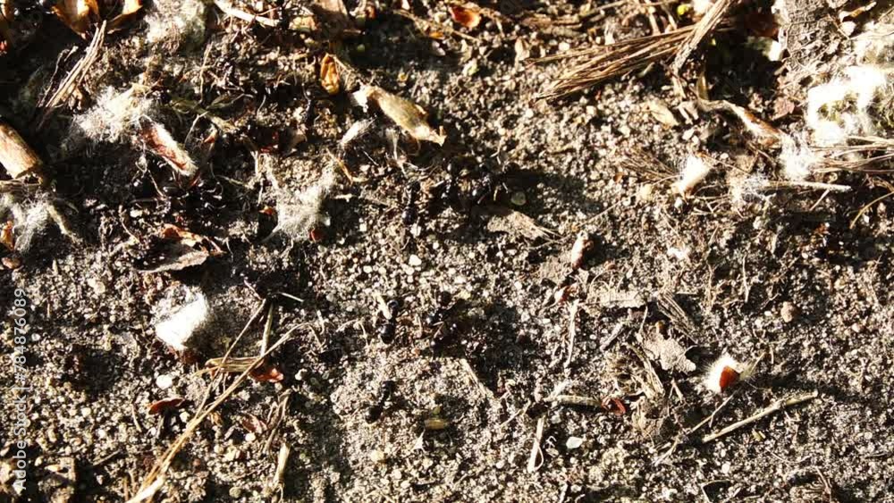 Big black forest ants crawling on the ground. Big black forest ants crawling on the ground.