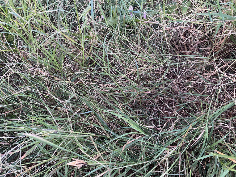 closeup green grass on the ground closeup green grass on the ground