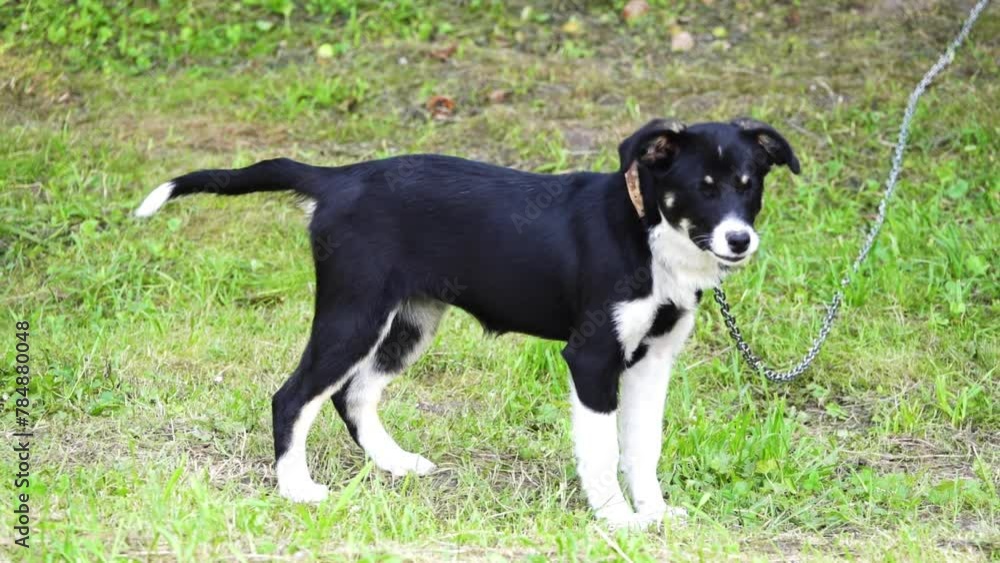 Black puppy on a leash runs happily waiting for the owner. Black puppy on a leash runs happily waiting for the owner.