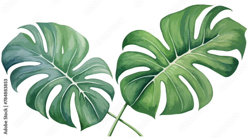 Watercolor tropical monstera leaves hand drawn illustration