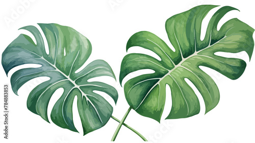 Watercolor tropical monstera leaves hand drawn illustration photo