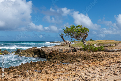Lone tree on Aruba's north coast
