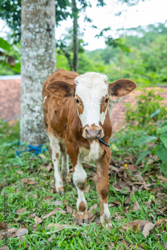 Calves on farms are managed by individual farmers