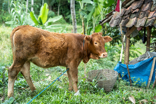 Calves on farms are managed by individual farmers