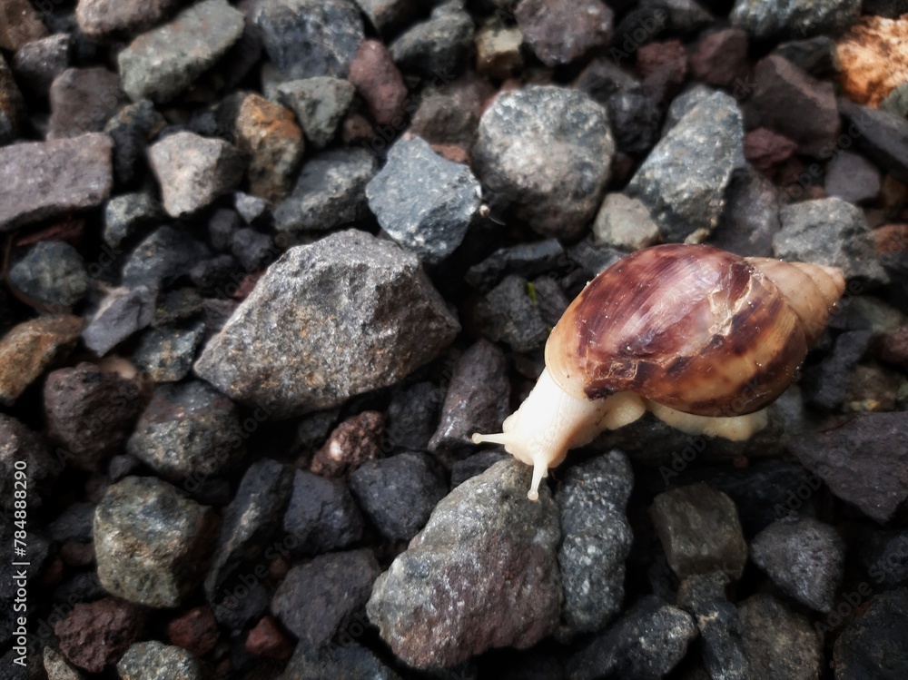 snails on the rocks