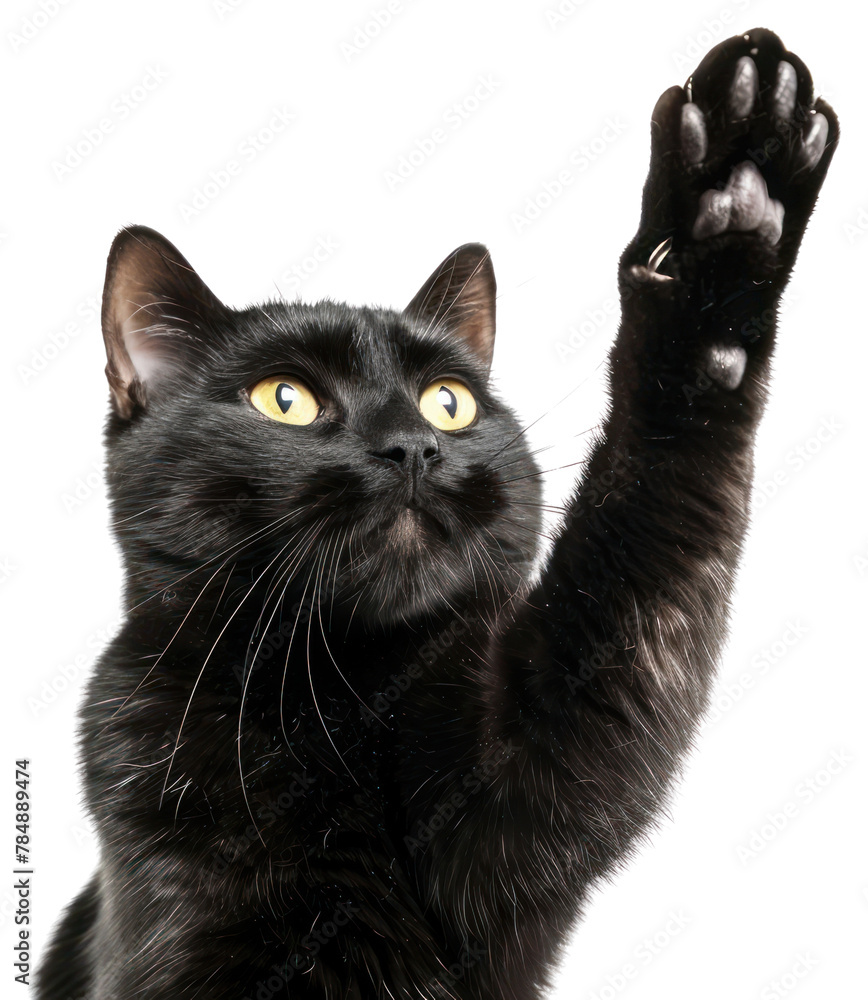 PNG Black cat paw up mammal animal pet
