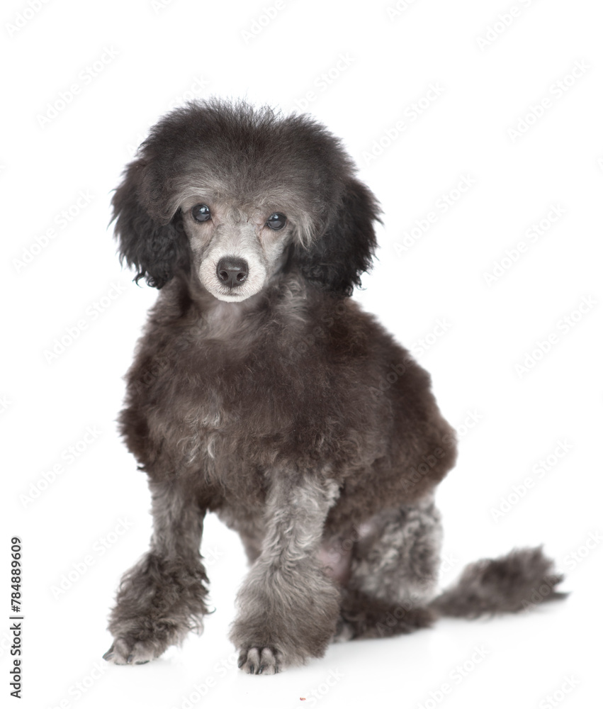 Trimmed black poodle poppy sitting and looking at camera. Isolated on white background Trimmed black poodle poppy sitting and looking at camera. Isolated on white background