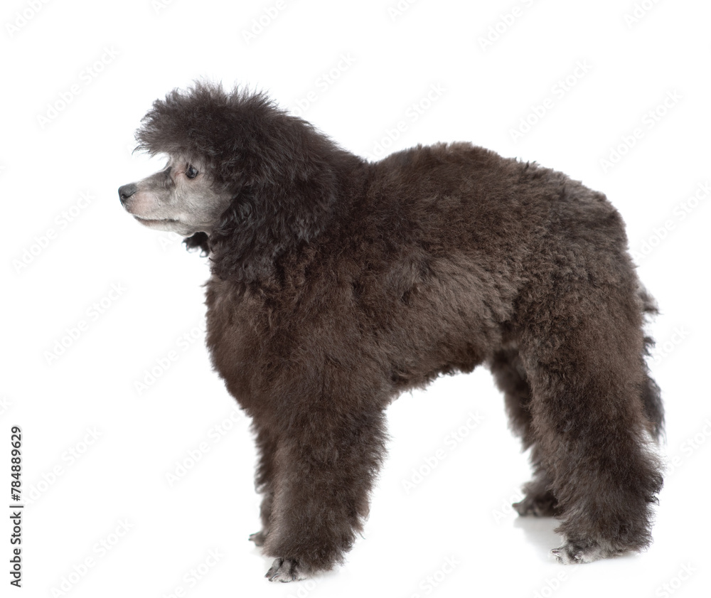 Black poodle posing in side view and looking away on empt space. Isolated on white background
